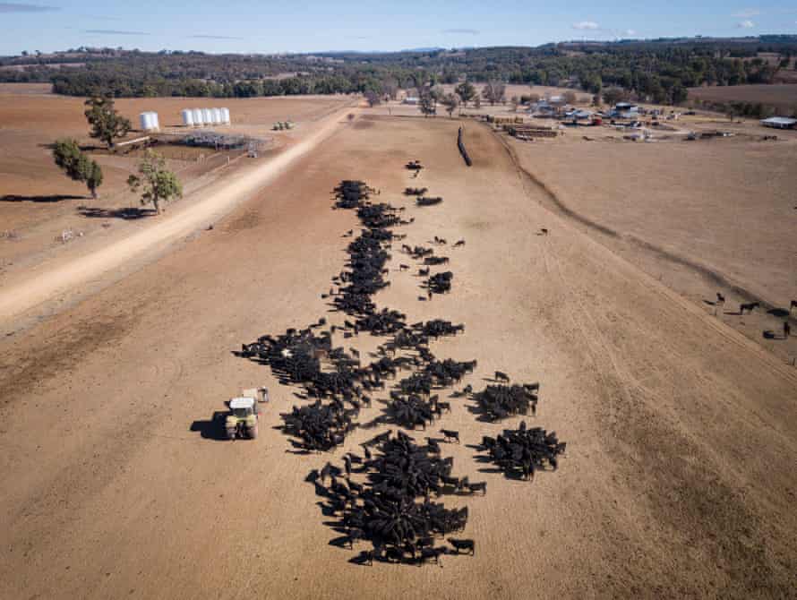 An aerial view of the cattle feeding operation on the property Toorawandi