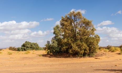 An athel tamasrisk tree in the Sahara, Morocco.