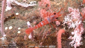 A bright pink shrimp with long tail and legs and near-transparent body moves on the ocean floor in a screengrab from video footage