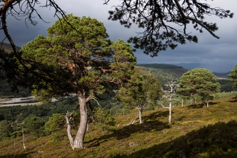 Wildland: inside the Scottish glen where nature has been set free