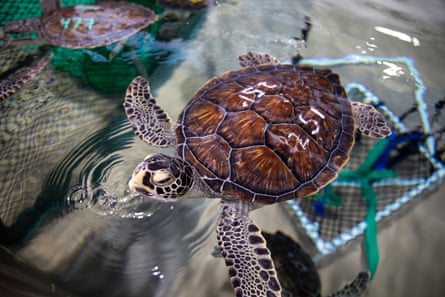 a sea turtle swims