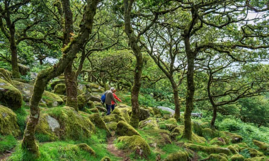 Wistman's Wood ، یک چوب بلوط با ارتفاع زیاد در دوون.