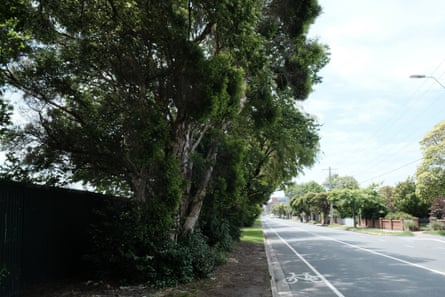 Trees on Queens Avenue in Caulfield South in Melbourne that are set to be cut down to make way for a kilometre-long bike path.