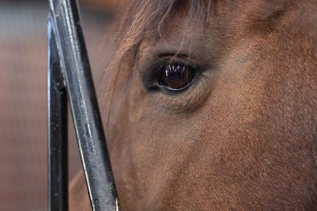 A close-up of a horse’s eye