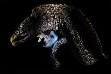 Two speckled Abbott’s moray eels face each other during spawning, one releasing a cloudy stream