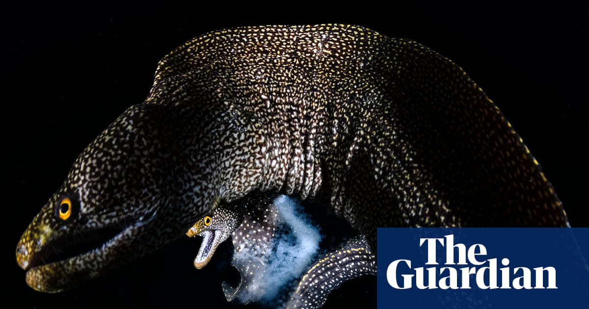 Wildlife photographer of the year 2026 winners – in pictures