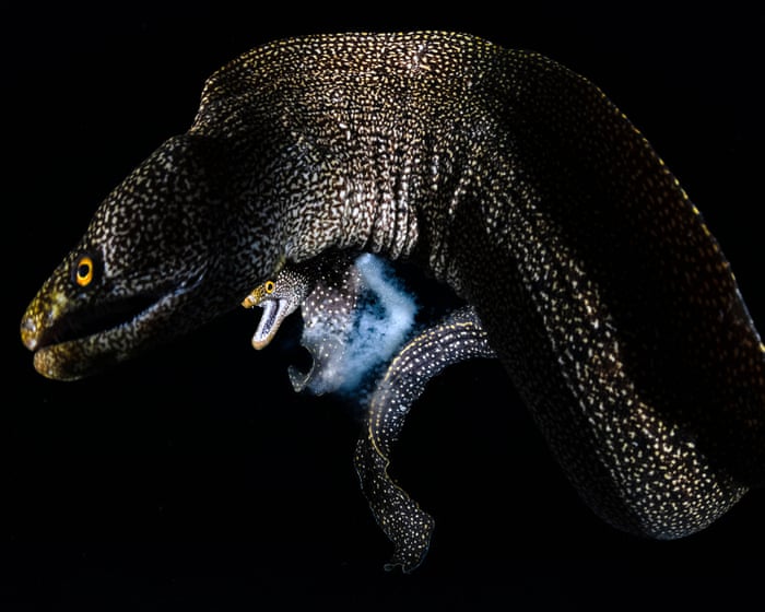 Image accompanying the story: Wildlife photographer of the year 2026 winners – in pictures