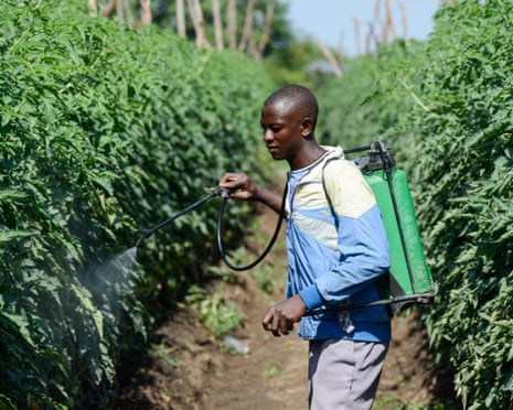 A farmer spraying tomato crops in Mazabuka, Zambia