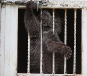 A baby bear in Bursa, Turkey