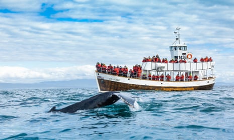 Whale-watching on the Andvari tour boat, operated by North Sailing.