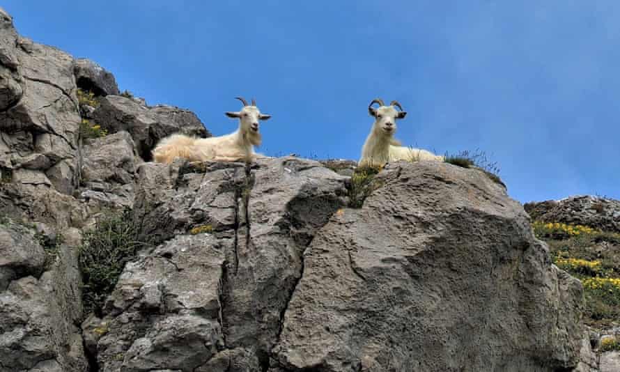Llandudno sheep