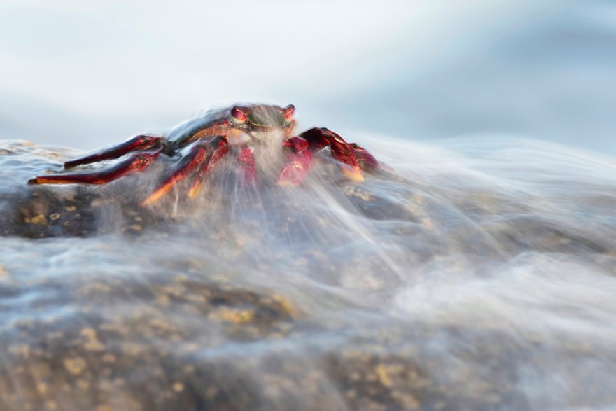 ‘The ghost of the rocks’ – a Red crab (Grapsus adscensionis) on La Gomera Island, Spain