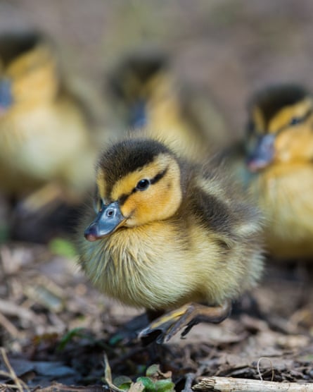 A group of mallard ducklings together at WWT Arundel.
