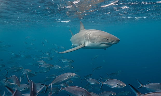 Great white shark swimming just under the surface amongst a school of trevally jacks, Neptune Islands, South Australia.
