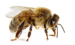 Hive of activity: bee-like robots could be sent to Mars.