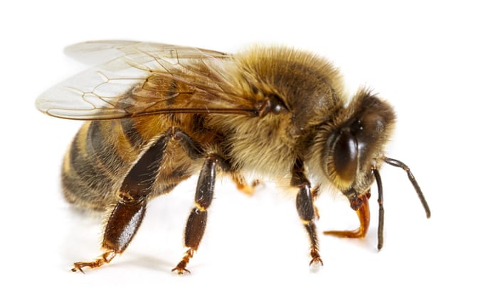 Gwyneth Paltrow S Bee Sting Beauty Treatment Just Won T Fly Science The Guardian Gwyneth Paltrow S Bee Sting Beauty Treatment Just Won T Fly Science The Guardian