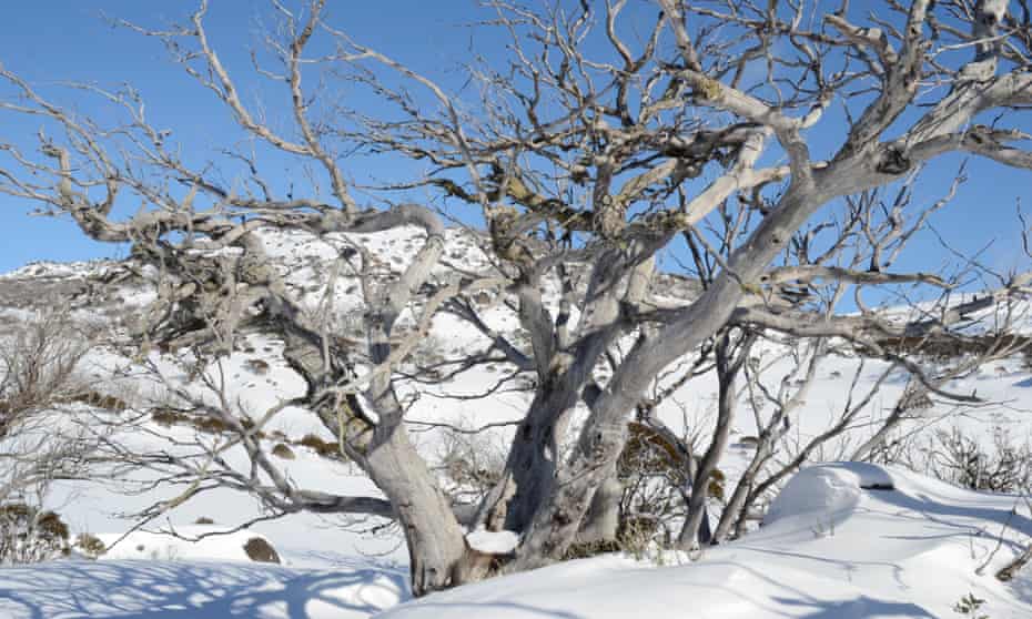 a leafless tree grows out of the snow in Perisher