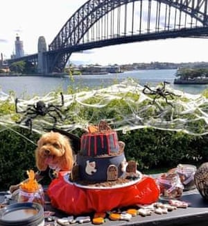 Oscar at his ‘Howl-o-ween’ party last year