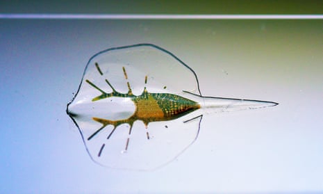 The robotic stingray is powered by light-activated rat cells. 