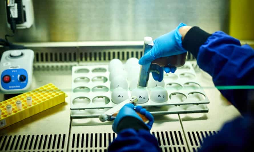 Plastic gloved hands over eggs in which flu virus strains are being grown in a lab