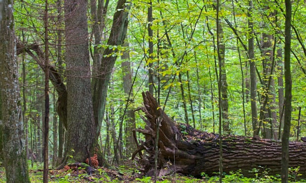 Dead wood provides habitats for birds and mammals
