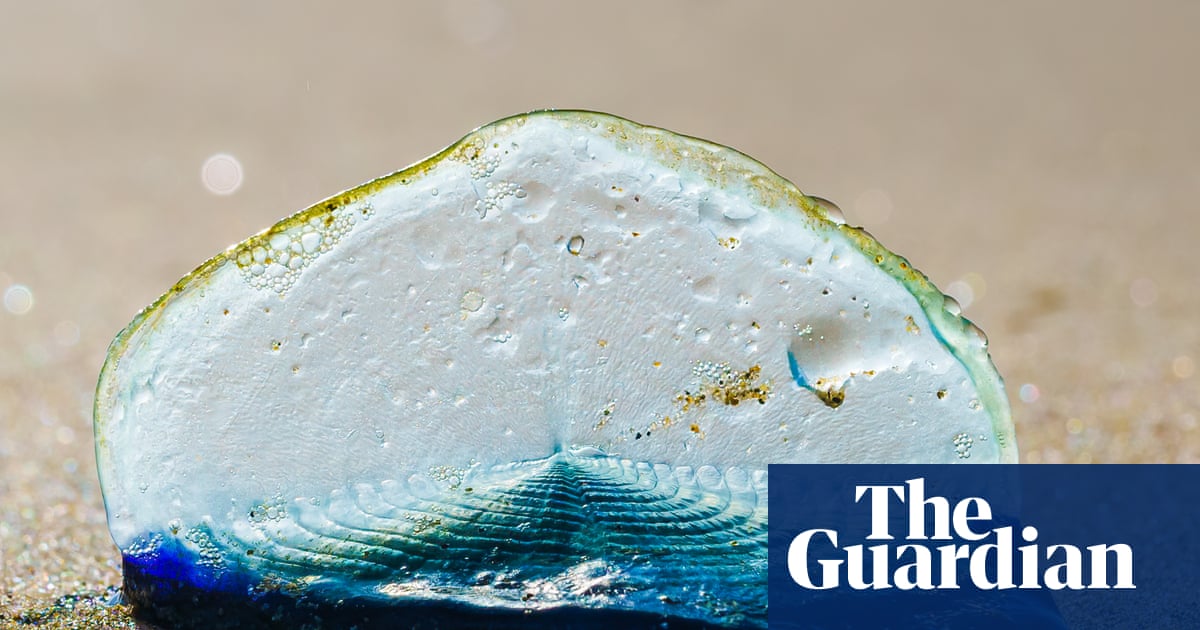 Country diary: A stranded traveller that looks more plastic than animal | Elizabeth-Jane Burnett