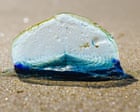 Stranded Marine Hydrozoan Velella Velella Washes Ashore on Devon Beach