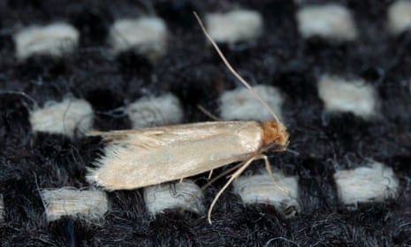 How to Get Rid of Moth Larvae