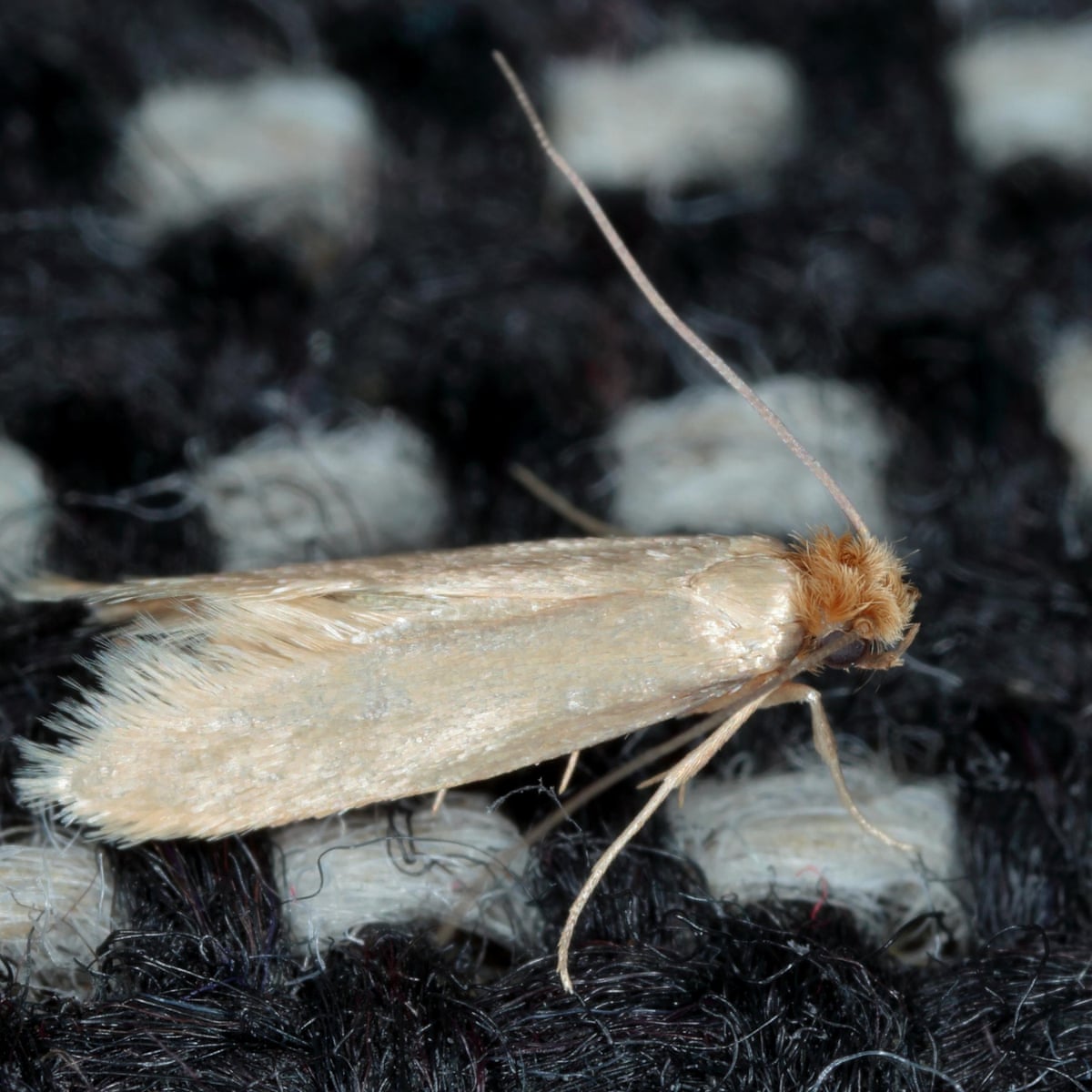 What S The Best Way To Get Rid Of Moths Consumer Affairs The