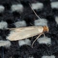 A common clothes moth