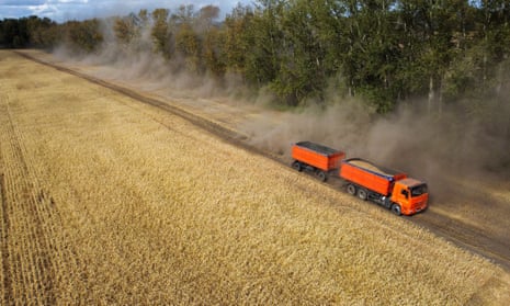 A truck transports wheat in a field during harvest in the Omsk region, Russia.