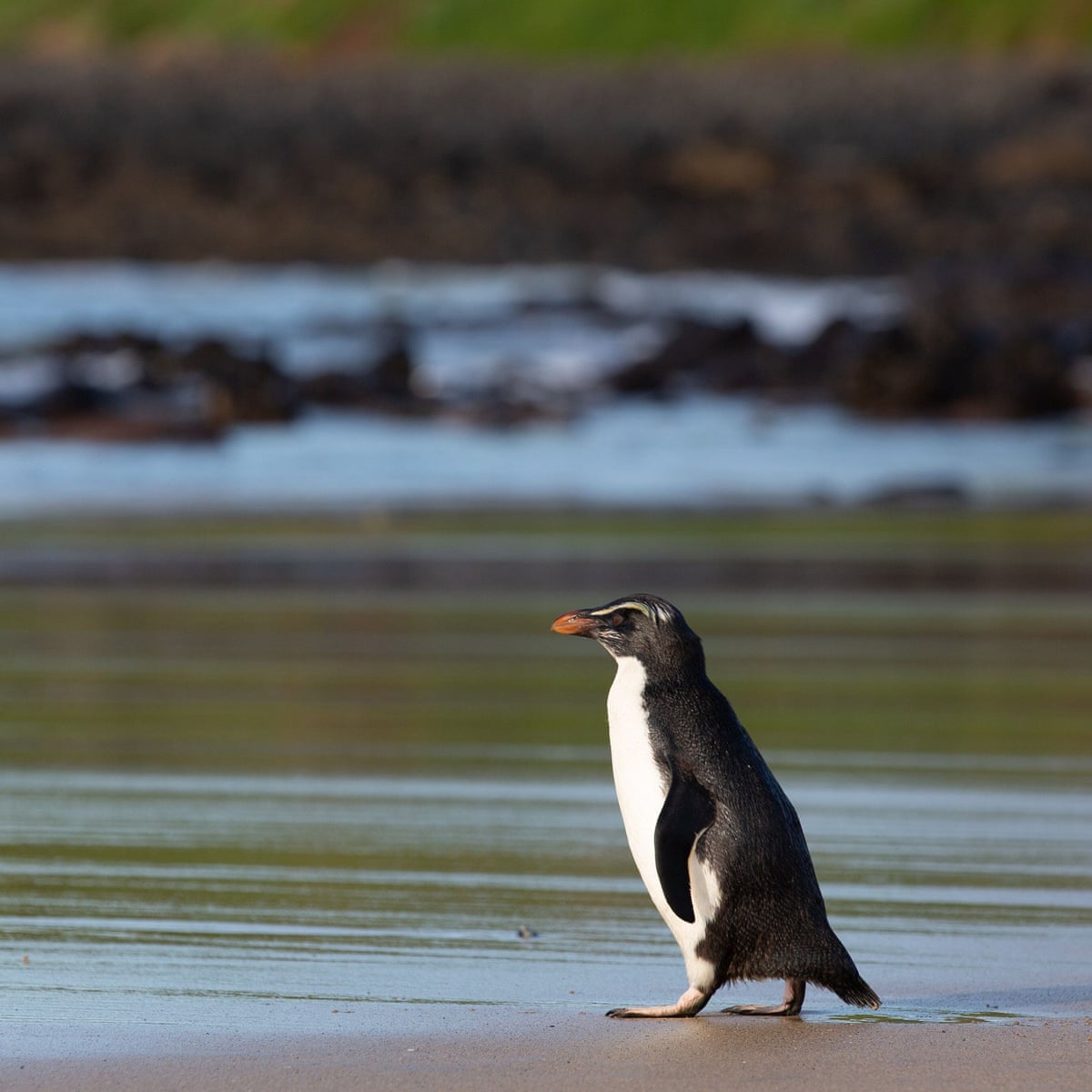 Tiny Penguin Released Back Into Wild After Swimming From New Zealand To Australia Birds The Guardian Tiny Penguin Released Back Into Wild After Swimming From New Zealand To Australia Birds The Guardian