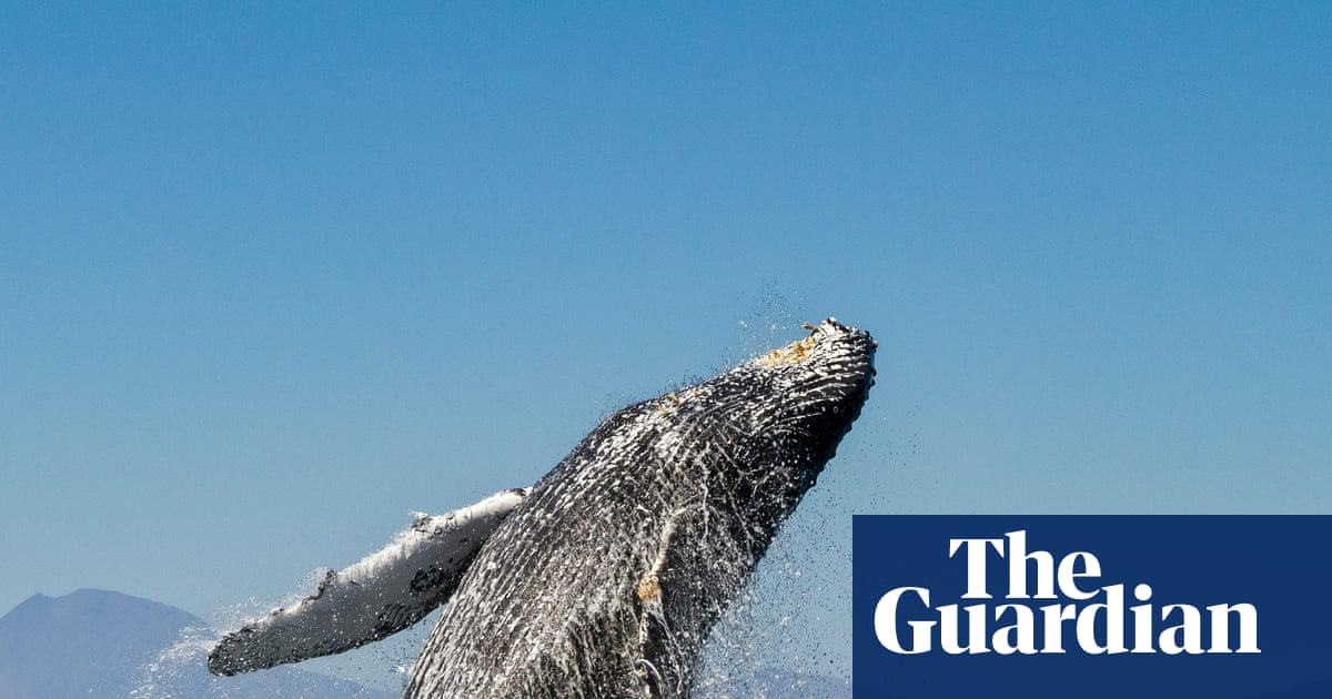 We've done it before': how not to lose hope in the fight against ecological disaster