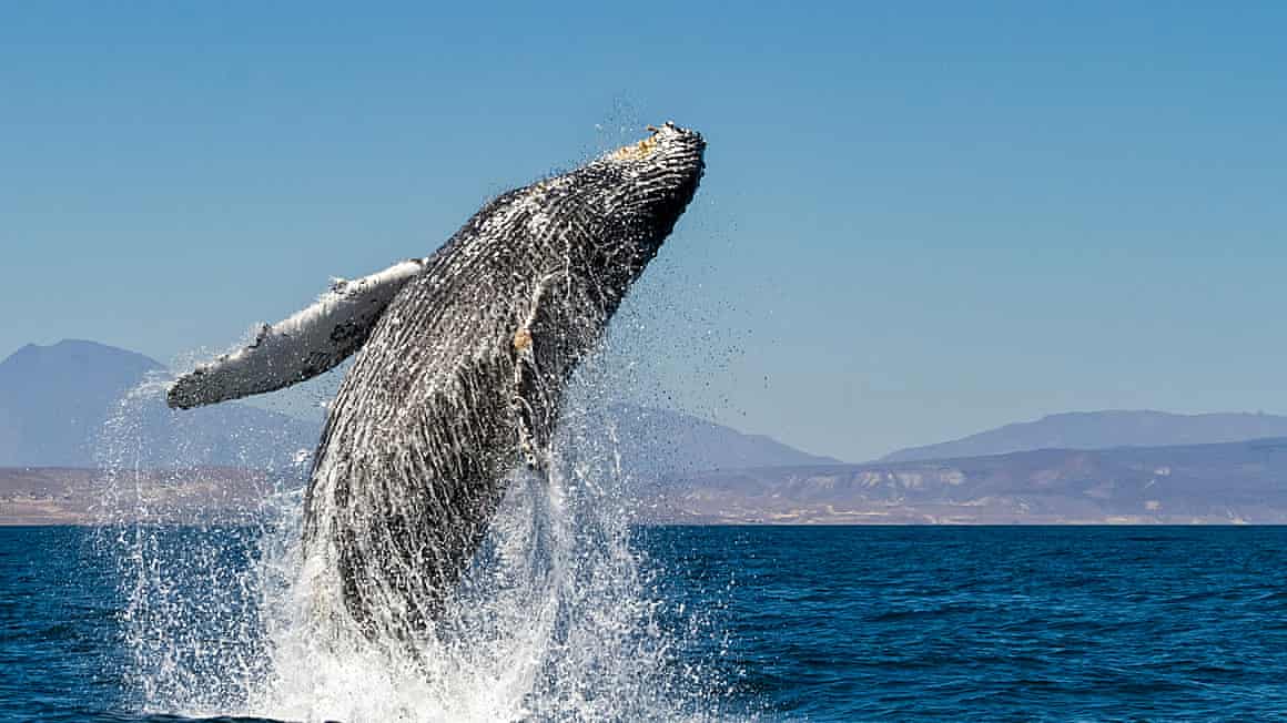 A humpback whale in the Gulf of California.