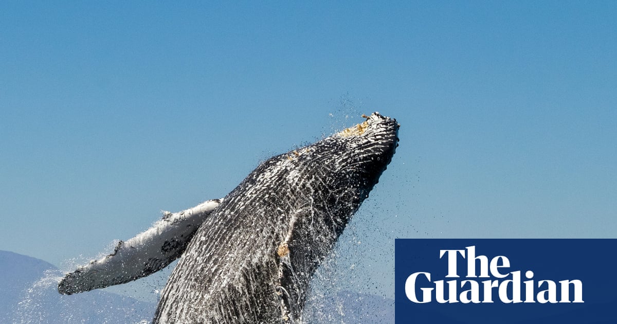 ‘We’ve done it before’: how not to lose hope in the fight against ecological disaster – podcast ‘We’ve done it before’: how not to lose hope in the fight against ecological disaster – podcast