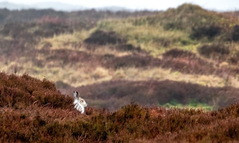 A mountain hare in white winter fur in the Peak District.