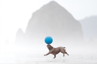 A french bulldog running and balancing a ball half her size on her nose