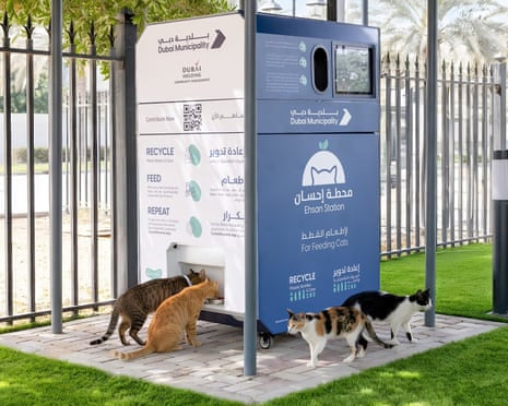 Dubai Municipality has launched 12 AI-powered feeding stations across the city in response to the rise in stray cats and dogs.
