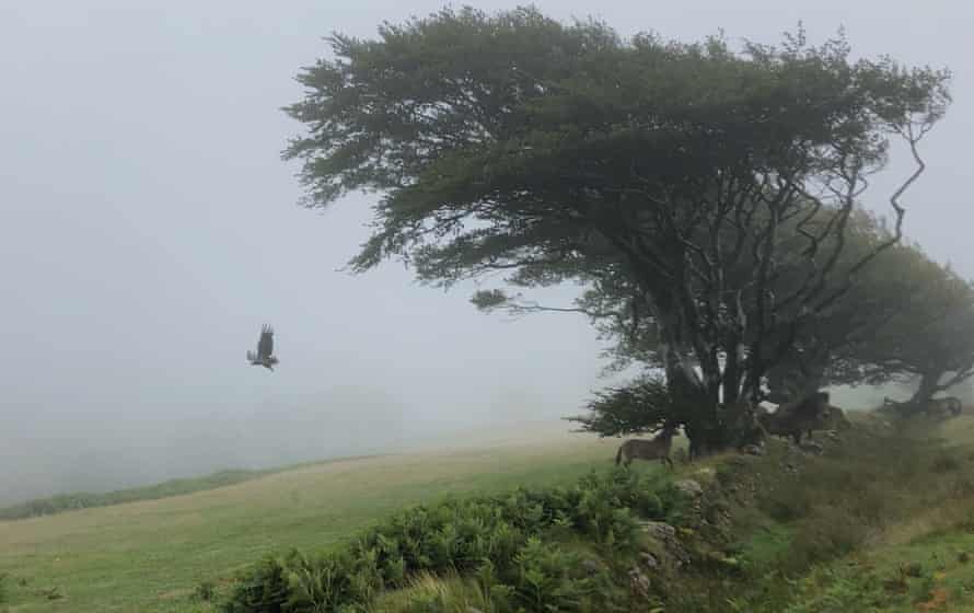 The white-tailed eagle, known as G405, is the UK's largest bird of prey