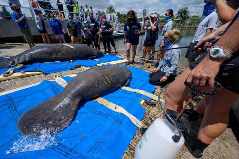 Animal care specialists use ice and spray bottles of water to cool down a mother manatee and her calf as they await being released back into the wild.