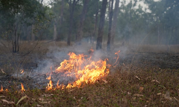 ‘We are going to lose these birds’: the quiet fight to save the golden-shouldered parrot High-intensity fire is critical to keeping the delicate balance of the golden-shouldered parrot habitat in check. Photograph: Braydon Moloney