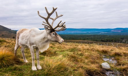 A Cairngorms reindeer