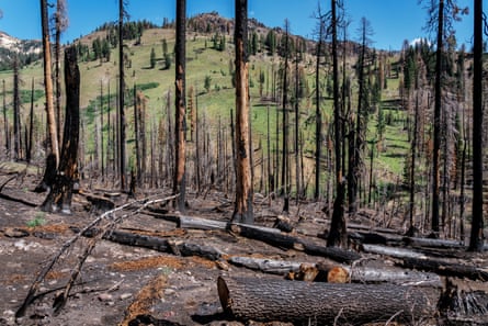 Burned trees at Lassen Volcanic national park on 24 August.