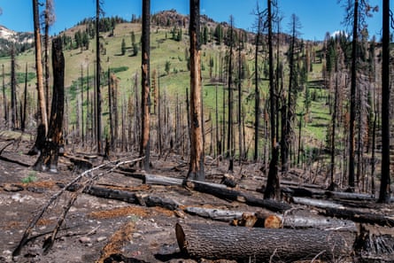 Burned trees in front of a grassy hill