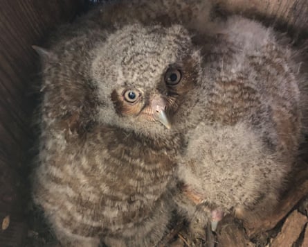 Alfie’s owlets at just 17 days old