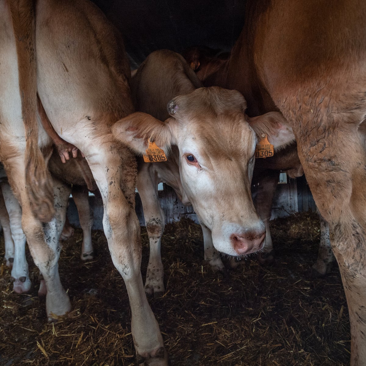 Campaigners Welcome Historic Eu Inquiry Into Live Animal Transport Environment The Guardian