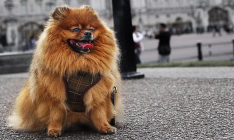 George, the overweight Pomeranian dog