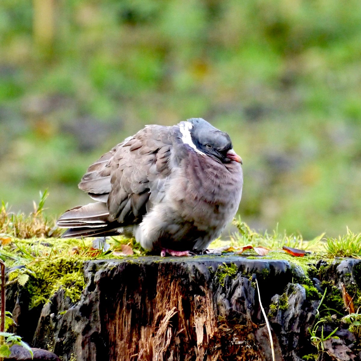 Country Diary A Scruffy Wood Pigeon Finds Peace In The Grey Morning Bustle Birds The Guardian Country Diary A Scruffy Wood Pigeon Finds Peace In The Grey Morning Bustle Birds The Guardian