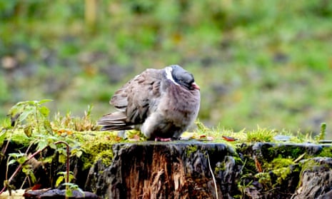 A wood pigeon