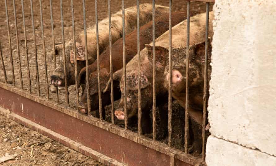 En Las Vegas Livestock, los cerdos pueden soportar las temperaturas más altas, enfriados por lodo y rociadores aéreos.  Pero la gente que los atiende es la que más lucha.